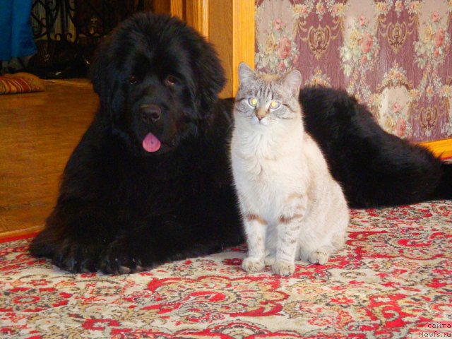 Фото: ньюфаундленд Их Высочество Глория Айрис (Ih Visochestvo Gloria Airis), кот Федор