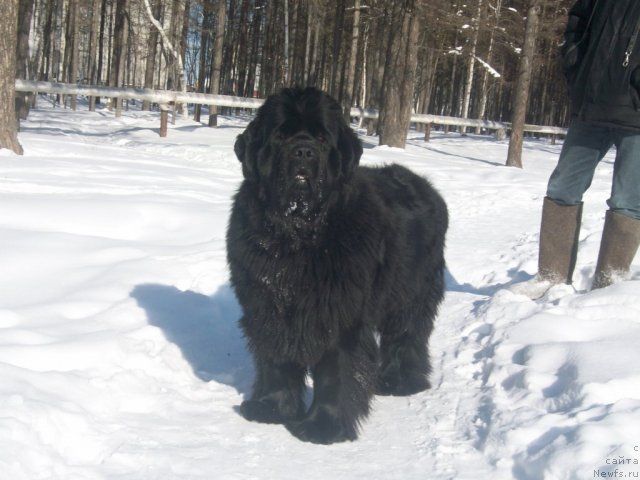 Фото: ньюфаундленд Ярада из Сибирской Глубинки (Yarada iz Sibirskoy Glubinki)