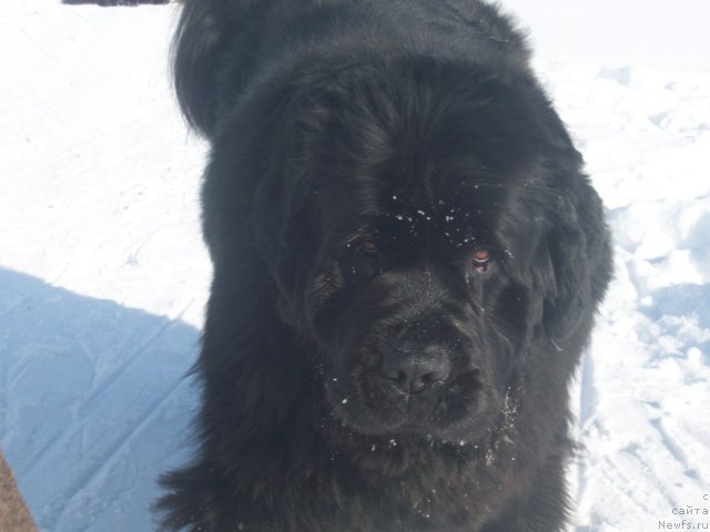 Фото: ньюфаундленд Ярада из Сибирской Глубинки (Yarada iz Sibirskoy Glubinki)