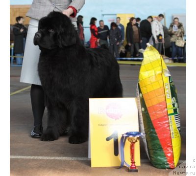 Фото: ньюфаундленд Inflame My Heart Midnight Bear, Анастасия Заливако