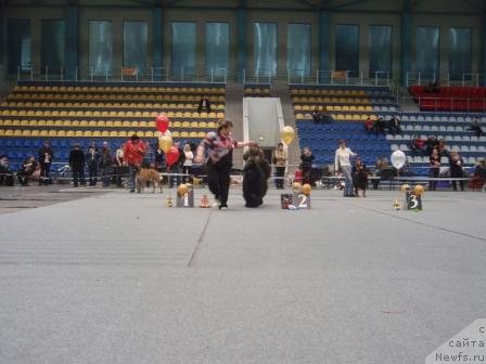 Фото: ньюфаундленд King of Helluland I'm Precious