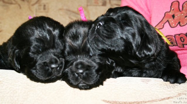 Фото: Щенки питомника 
