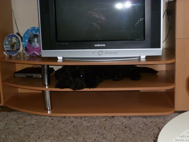 Фото: ньюфаундленд Уютная Долина Бьютифул Стар Фаворит