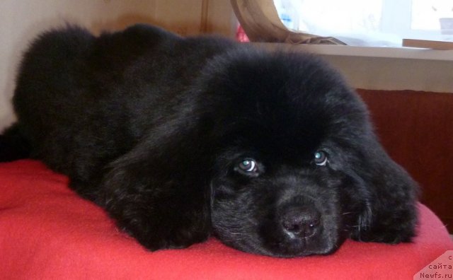 Фото: ньюфаундленд Уютная Долина Бьютифул Стар Фаворит