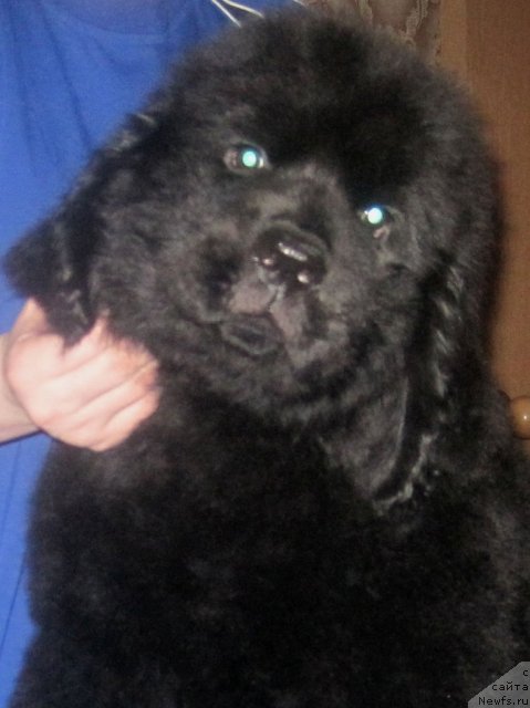 Фото: ньюфаундленд Уютная Долина Блэк Даймонд Велинда (Uyutnaya Dolina Black Diamond Velinda)