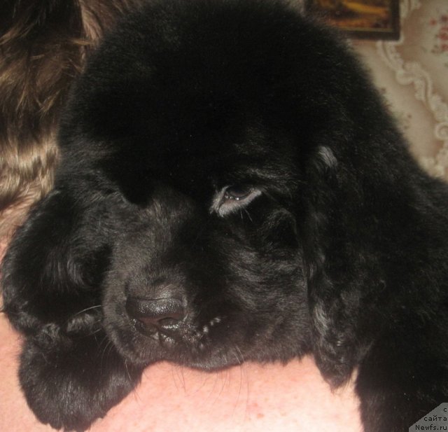 Фото: ньюфаундленд Уютная Долина Блэк Даймонд Велинда (Uyutnaya Dolina Black Diamond Velinda)