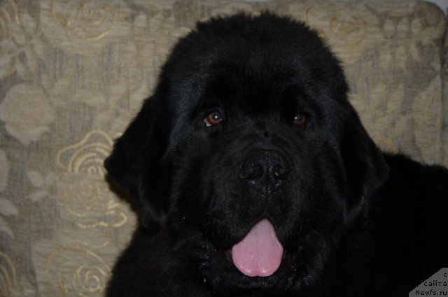 Фото: ньюфаундленд Рембрант Творец Шедевров