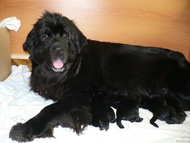 Фото: ньюфаундленд Супер Бизон Астория