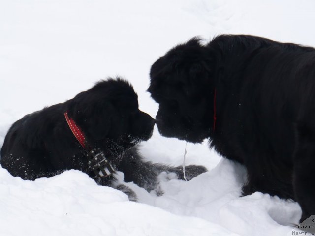 Фото: ньюфаундленд Супер Бизон Астория, ньюфаундленд Иван Царевич из Тихого Омута (Ivan Tsarevich iz Tihogo Omuta)