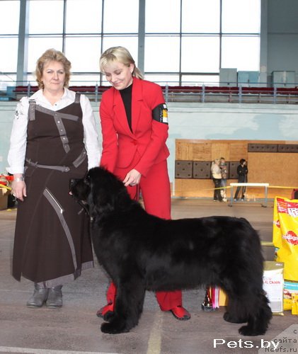 Фото: ньюфаундленд Endless Love Midnight Bear, Елена Григорьева, эксперт Е.Борисова