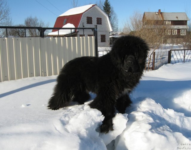 Фото: ньюфаундленд Питерньюф Чупа-Чупс
