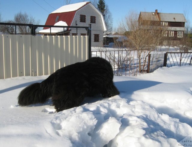 Фото: ньюфаундленд Питерньюф Чупа-Чупс