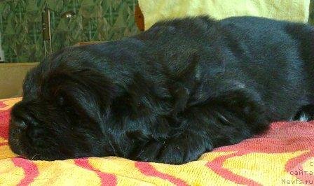 Фото: Оливрико Адмирал Блэк