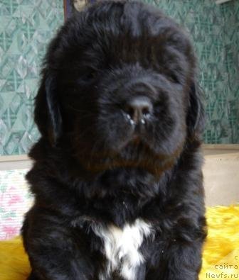 Фото: Оливрико Армани Росси