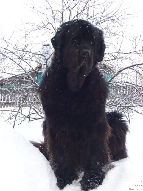 Фото: ньюфаундленд Акин Соул София