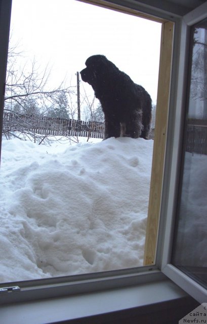 Фото: ньюфаундленд Акин Соул София