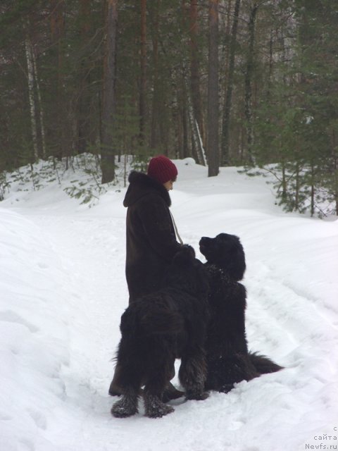 Фото: ньюфаундленд Лесная Сказка Лунная Соната, ньюфаундленд Барышня