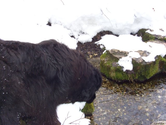 Фото: ньюфаундленд Барышня