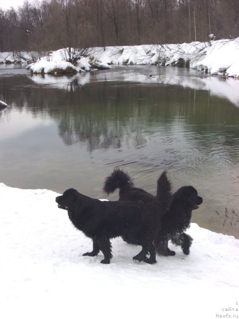 Фото: ньюфаундленд Барышня, ньюфаундленд Лесная Сказка Лунная Соната