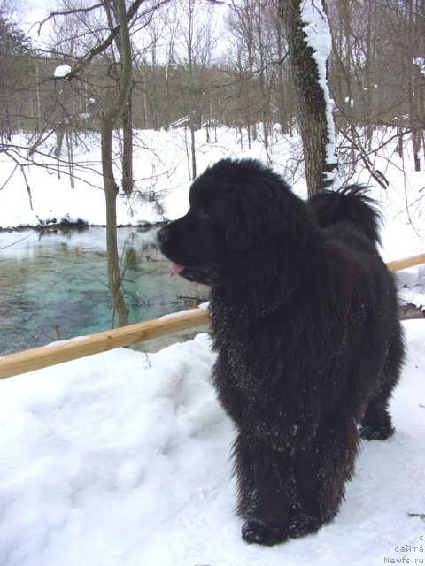 Фото: ньюфаундленд Барышня