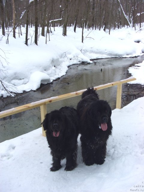 Фото: ньюфаундленд Лесная Сказка Лунная Соната, ньюфаундленд Барышня