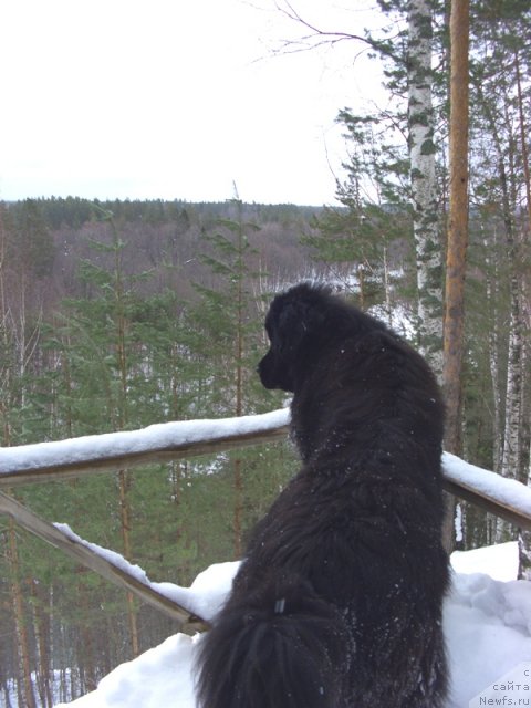 Фото: ньюфаундленд Барышня