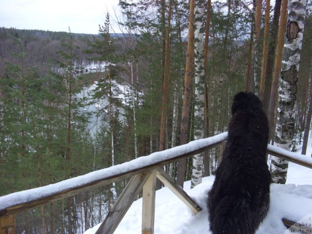 Фото: ньюфаундленд Барышня