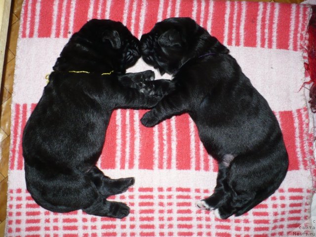 Фото: щенки, ньюфаундленд Супер Бизон Астория, ньюфаундленд Иван Царевич из Тихого Омута (Ivan Tsarevich iz Tihogo Omuta)