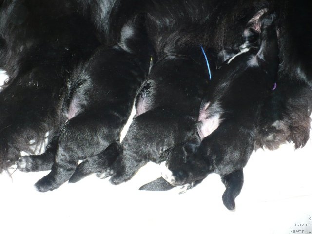 Фото: щенки, ньюфаундленд Супер Бизон Астория, ньюфаундленд Иван Царевич из Тихого Омута (Ivan Tsarevich iz Tihogo Omuta)