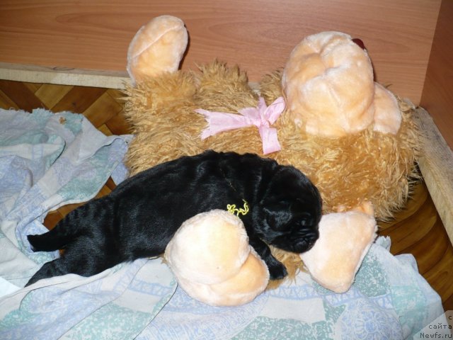 Фото: щенок, ньюфаундленд Супер Бизон Астория, ньюфаундленд Иван Царевич из Тихого Омута (Ivan Tsarevich iz Tihogo Omuta)