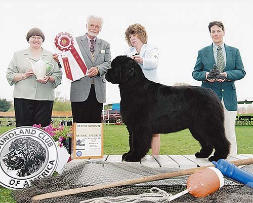 Фото: ньюфаундленд Darbydales Pouch Cove Appeal