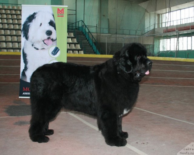 Фото: ньюфаундленд Сент Джонс Оскар (Sent Djons Oskar)