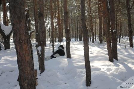 Фото: ньюфаундленд Кипер Соул Жемчужина Белая