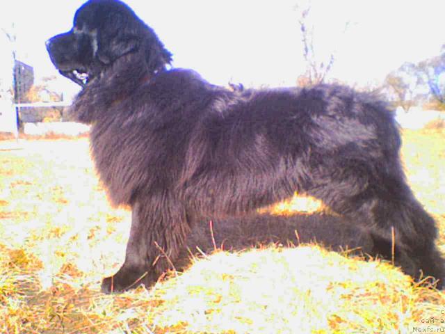 Фото: ньюфаундленд Супер Премиум Бумер