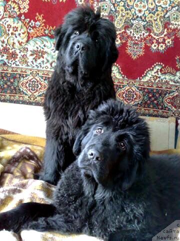 Фото: ньюфаундленд Смигар Нимфея Неотразимая (Smigar Nimfeya Neotrazimaya), ньюфаундленд Смигар Галакси Шелл Вин (Smigar Galaxsy Shall Win)