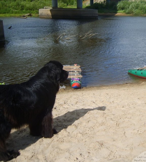 Фото: ньюфаундленд Акин Соул София