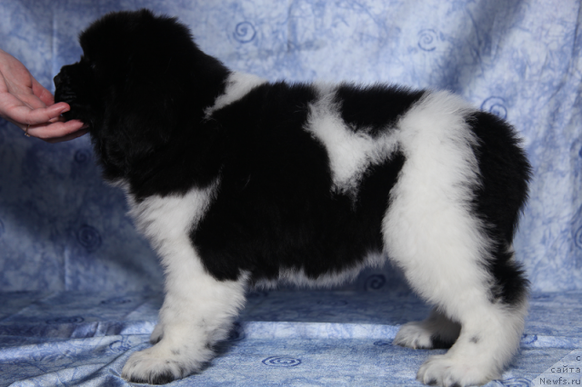 Фото: сука 45 дней от, ньюфаундленд Neverine's Earthquaker, ньюфаундленд Топтыжка Сияние от Айсберга