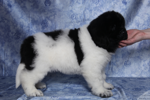 Фото: сука 45 дней от, ньюфаундленд Neverine's Earthquaker, ньюфаундленд Топтыжка Сияние от Айсберга