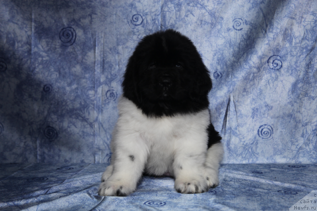 Фото: сука 45 дней от, ньюфаундленд Neverine's Earthquaker, ньюфаундленд Топтыжка Сияние от Айсберга