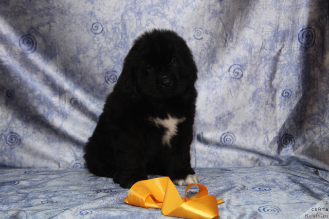 Фото: сука 45 дней от, ньюфаундленд Neverine's Earthquaker, ньюфаундленд Топтыжка Сияние от Айсберга