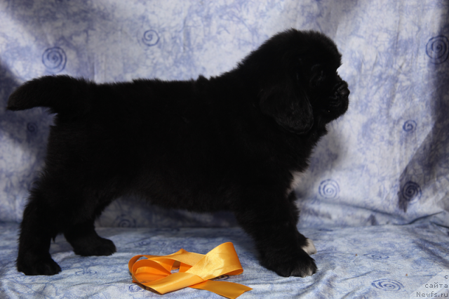 Фото: сука 45 дней от, ньюфаундленд Neverine's Earthquaker, ньюфаундленд Топтыжка Сияние от Айсберга