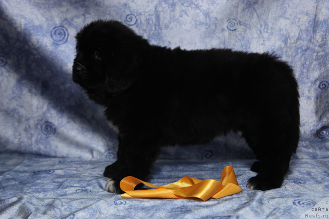 Фото: сука 45 дней от, ньюфаундленд Neverine's Earthquaker, ньюфаундленд Топтыжка Сияние от Айсберга