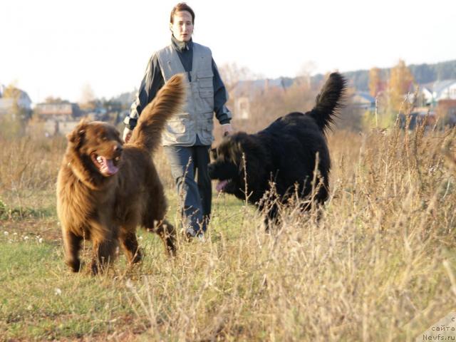 Фото: ньюфаундленд Лесная Сказка Изольда, ньюфаундленд Юган с Тоянова Городка (Ygan s Toyanova Gorodka), Надежда Момот