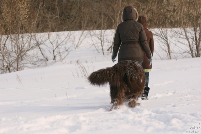 Фото: ньюфаундленд Лесная Сказка Королевский Медведь (Lesnaja Skazka Korolevskiy Medved), Светлана Самарцева, Тася