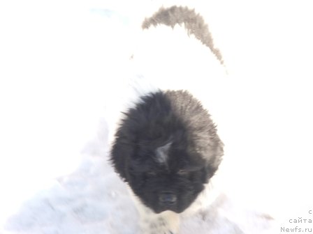 Фото: ньюфаундленд Плюшевая Панда Ты Мой Каприз (Plushevaya Panda Ty Moj Kapriz)