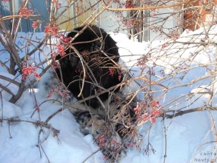 Фото: ньюфаундленд Плюшевая Панда Диланд (Plushevaya Panda Diland)