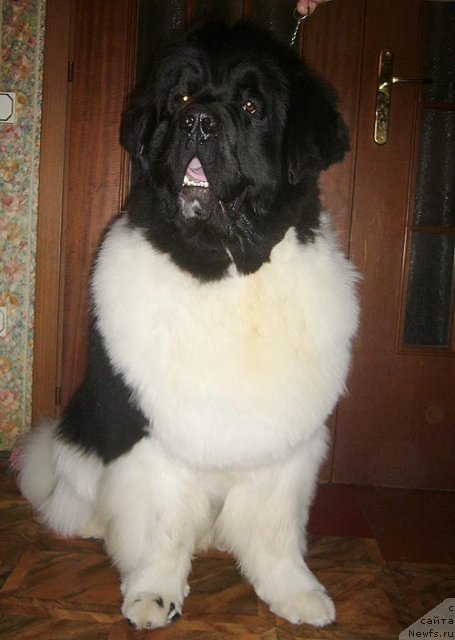 Фото: ньюфаундленд Супер Премиум Жодо Феролли (Super Premium Zhodo Ferolli)