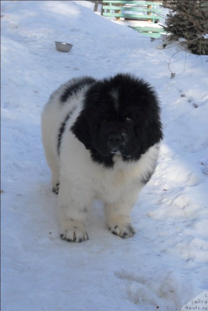 Фотография № 61656