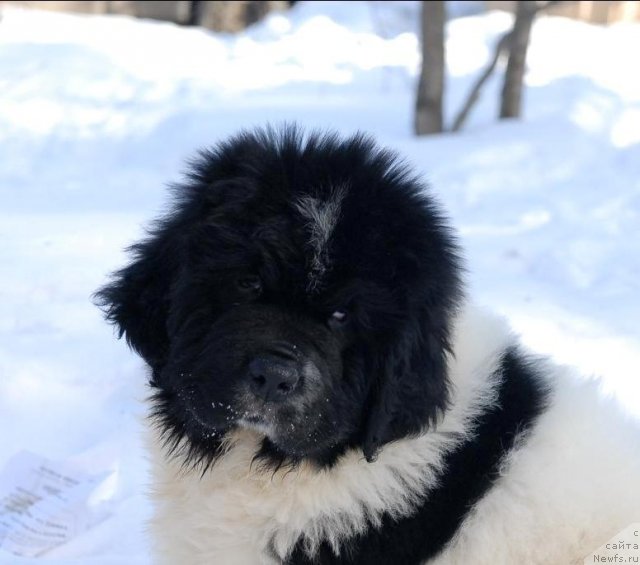 Фотография № 61657