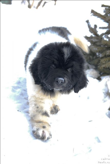 Фотография № 61659